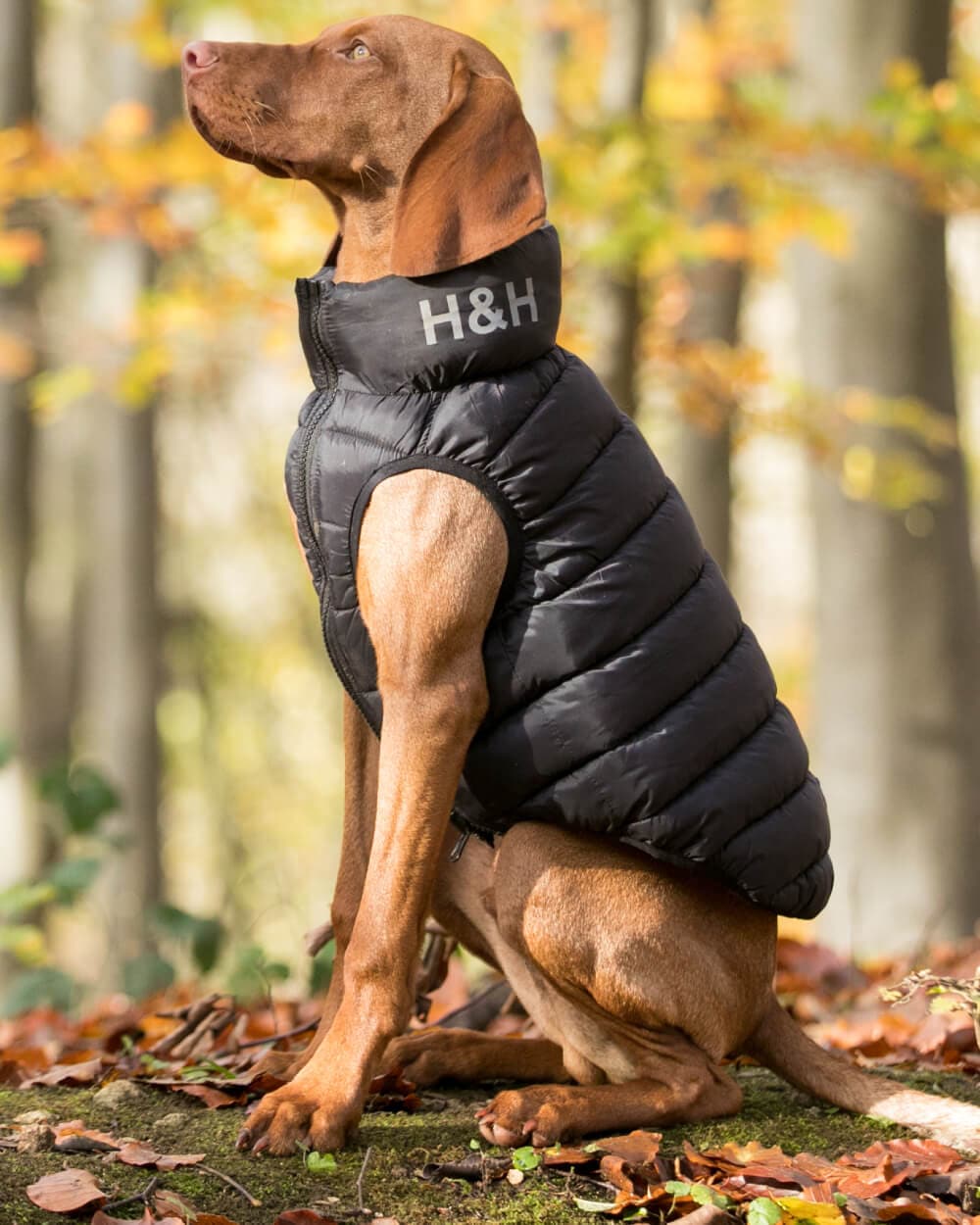 Reversible Dog Puffer Jacket - Black and Gray