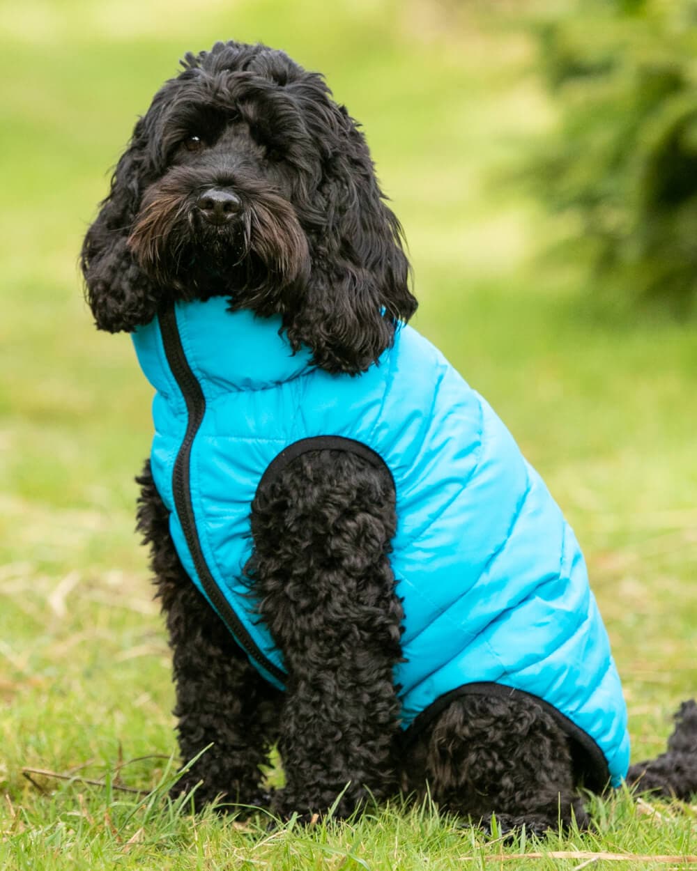 Reversible Dog Puffer Jacket - Light Blue and Gray