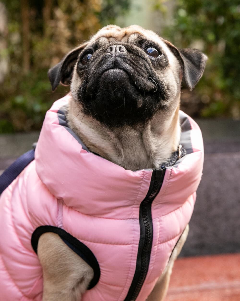 Reversible Dog Puffer Jacket - Light Pink and Gray