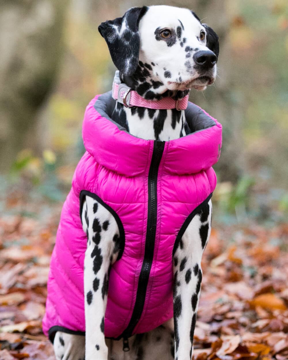 Reversible Dog Puffer Jacket - Pink and Gray